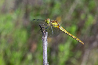 /album/foto-adriano/libellula-cardina-striato-jpg/